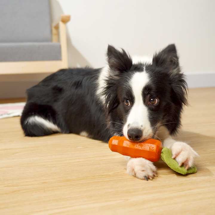 Dog Carrot